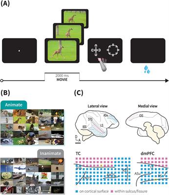 Animacy processing by distributed and interconnected networks in the temporal cortex of monkeys